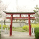 Torii